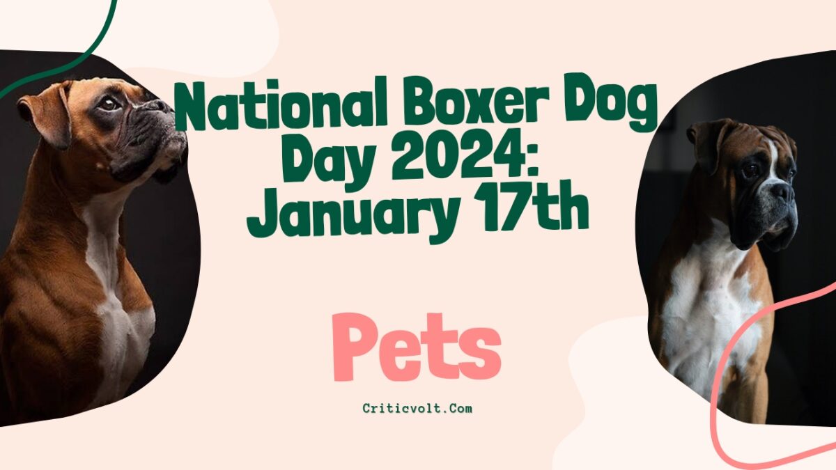 National Boxer Dog Day 2024 When & How to Celebrate CriticVolt